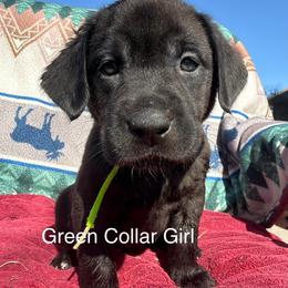 Green Girl - Black female Labrador Retriever puppy in Lincoln, Nebraska from Labrador Retriever Breedings