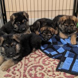 German Shepherd Puppies from Valley Shepherds LLC