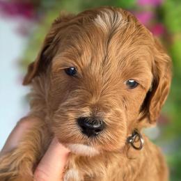 Diesel Black Collar Boy - Red  male Goldendoodle puppy in Vernon, Texas from Sugarland's Texas Goldendoodles