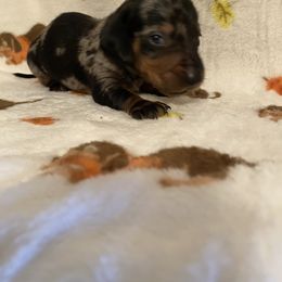 Chloee boy - Dapple male Dachshund puppy in Springfield, Tennessee from Savannah’s Doxie Palace