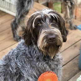 Wirehaired Pointing Griffons from DagdaGriffons