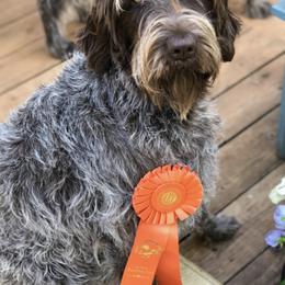 Wirehaired Pointing Griffons from DagdaGriffons