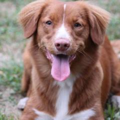 Nova Scotia Duck Tolling Retrievers from Dtails Tollers