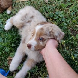 Australian Shepherd Puppies from NK Ranch Australian Shepherds