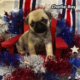 Charlie-Ray - Fawn male Pug puppy in Summerville, Georgia from Pearly’s Pugs & Pollywog Poodles