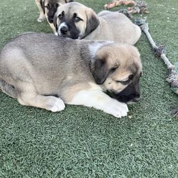 Anatolian Shepherd Dog Puppies from WanderDogs.Co