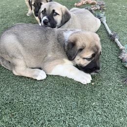 Anatolian Shepherd Dog Puppies from WanderDogs.Co