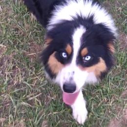 Australian Shepherds and Treeing Walker Coonhounds from Bluegrass BET Aussie’s