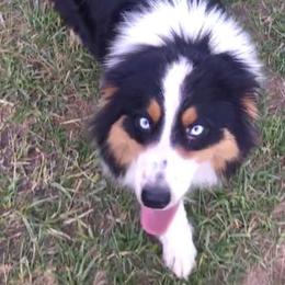 Australian Shepherds and Treeing Walker Coonhounds from Bluegrass BET Aussie’s
