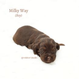 Milky Way - Chocolate male Australian Labradoodle puppy in Hurricane, Utah from Red Desert Doodles