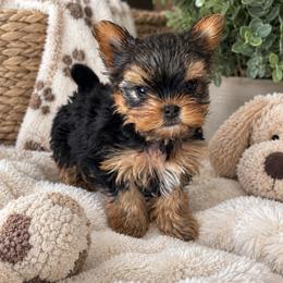 Simba - Black and tan male Yorkshire Terrier puppy in West Fargo, North Dakota from A Yorkie Tale