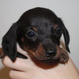 Jelly Belly - Black and tan male Dachshund puppy in Okeechobee, Florida from Far Far Away Dachshunds