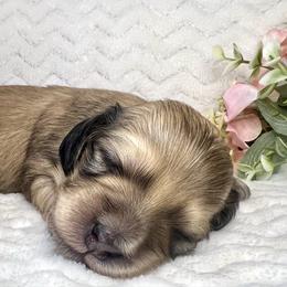 Dorothy - Cream female Dachshund puppy in Woodburn, Oregon from Primo Dachshunds