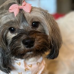 Havanese and Sheepadoodles from KK's Havanese