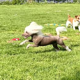 Zena - Palomino female Chinese Crested puppy in Springfield, Oregon from Rose’s Chinese Cresteds