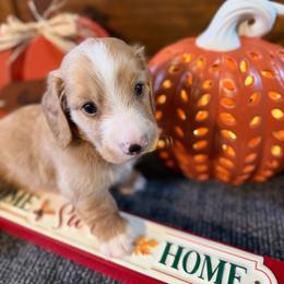Remi - Piebald male Dachshund puppy in Keota, Oklahoma from Skyview Doxie Ranch