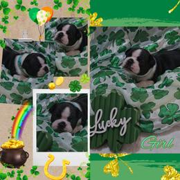 Teal - Black and white female Boston Terrier puppy in Clinton Township, Michigan from Greenberg's Boston Terriers & Bullies of Metro Detroit