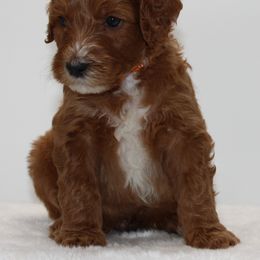 Bernedoodle and Goldendoodle Puppies from Delta Doodles and Poodles