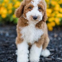 Sprout - Red  male Goldendoodle puppy in Orangevale, California from Ugly Dad Doodles