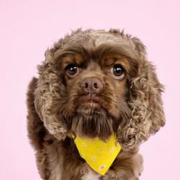 Ivy - Cocker Spaniel