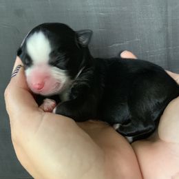 Miniature Australian Shepherd Puppies from Windy Hills Mini Aussies