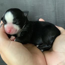 Miniature Australian Shepherd Puppies from Windy Hills Mini Aussies