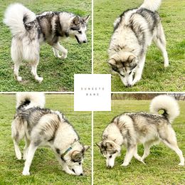Wolfsbane - Alaskan Malamute