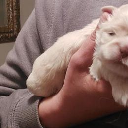 Shih Tzu Puppies from N.F.S.T Imperial ShihTzu Puppies.