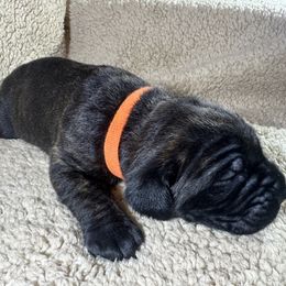 Orange collar - Chestnut brindle male Cane Corso puppy in Fairfield, California from Royal Class Kennels
