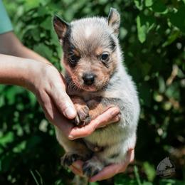 - Boy 1 - Blue male Australian Cattle Dog puppy in Kaufman, Texas from Emberwick Ranch