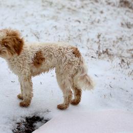 Hooch - Aussiedoodle