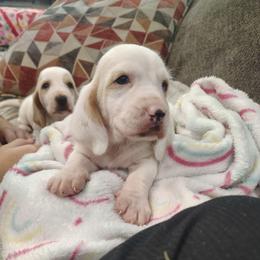 Lincoln - Lemon and white male Basset Hound puppy in Newton Grove, North Carolina from MGA Basset Hound
