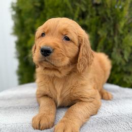 Black Boy - Dark golden male Golden Retriever puppy in Utah from Deseret Peak Goldens