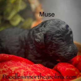 Muse - Silver male Poodle puppy in Greenville, North Carolina from Grace Poodles