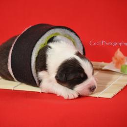 Australian Shepherd Puppies from Dovehawk Australian Shepherds