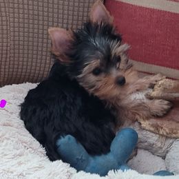 Pink collar - Blue and gold female Yorkshire Terrier puppy in Dunedin, Florida from Cantlon Yorkshire Terriers