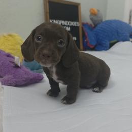 Cashew, AKC - Chocolate male Dachshund puppy in Dade City, Florida from Kingpindoxies