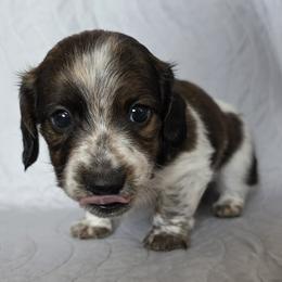 Paisley - Brindle female Dachshund puppy in Golden Valley, Arizona from Greatest Journey Ranchette