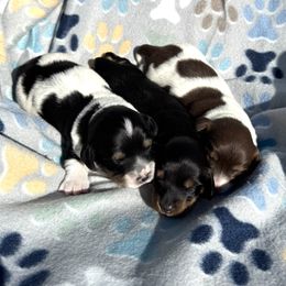Dachshund Puppies from Dobbins Dachshunds