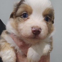 Rocko - Red merle male Miniature American Shepherd puppy in Delta, Ohio from Sunrise Miniature American Shepherds