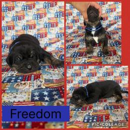 Freedom - Black male Catahoula Leopard Dog puppy in Forbes, Minnesota from North Country Catahoulas