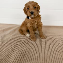 Cream Collar - Apricot female Goldendoodle puppy in Billings, Montana from Montana Raised Doodles