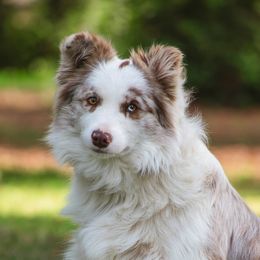 Zen - Border Collie