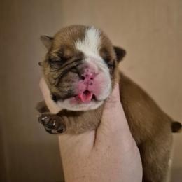 Yellow - Red male Bulldog puppy in Walhalla, South Carolina from Lowery's English Bulldogs
