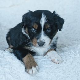Boy 1 (Red) - Black tri-color male Australian Shepherd puppy in Yakima, Washington from Naches Heights Ranch