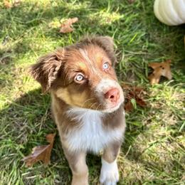 Yeller - Red tri-color Australian Shepherd puppy in Hillview, Illinois from Malin Family Aussies