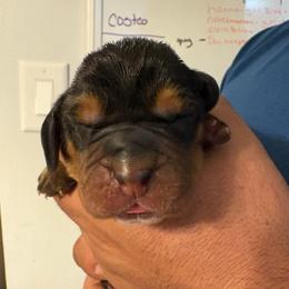Boy 2 blue - Black white and tan male Basset Hound puppy in Columbus, Ohio from Olveras Hound of Ohio