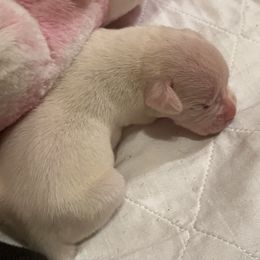 Boxer Puppies from Teressa's Boxers