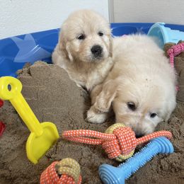 Puppy - Golden Retriever puppy in Linden, Michigan from High Society Farm