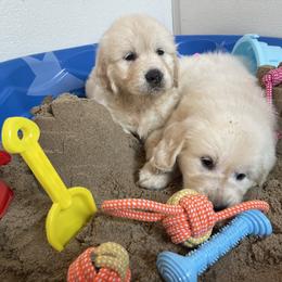 Puppy - Golden Retriever puppy in Linden, Michigan from High Society Farm